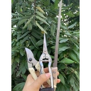 Bộ 3 dụng cụ chăm sóc cây cảnh, bonsai