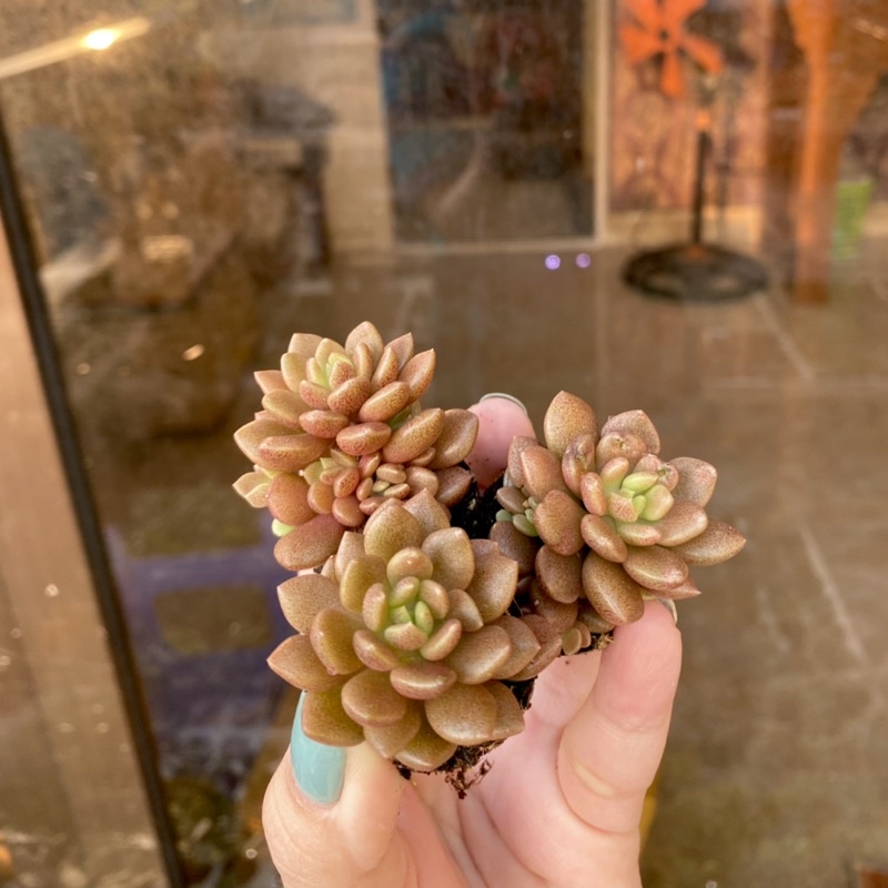 Sen Đá Mặt Trăng Nâu Mini ( 2-3cm )