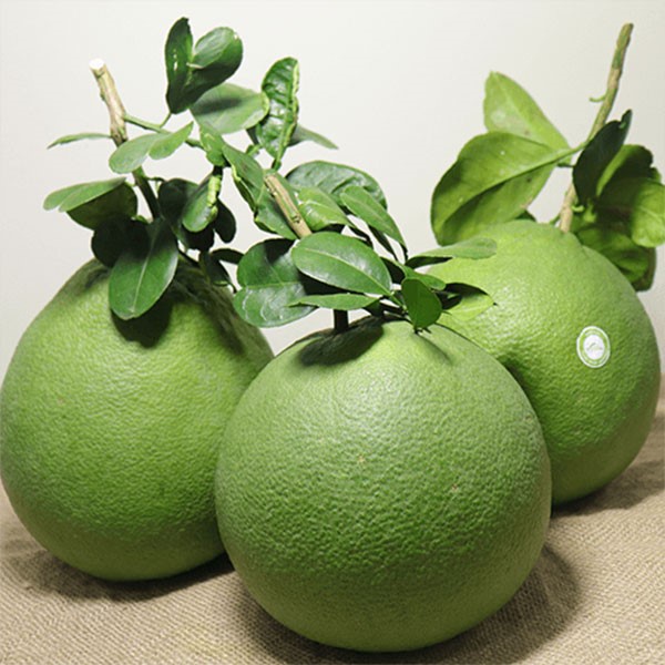 Cây bưởi da xanh giống ghép