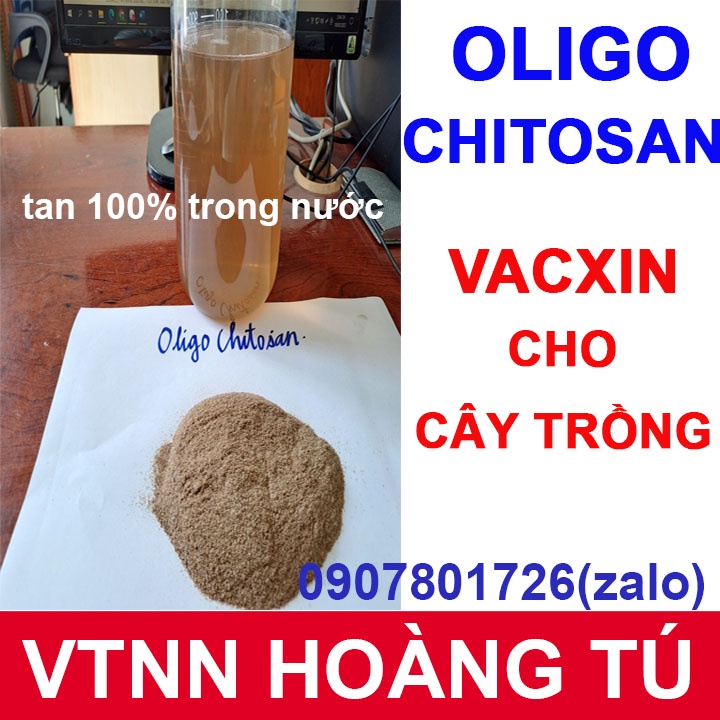 Vắc Xin cây trồng hoạt hóa (dạng bột) - Oligo Chitosan - Tăng Đề Kháng Tối Đa Cho Cây ( gói 100g / 500g)