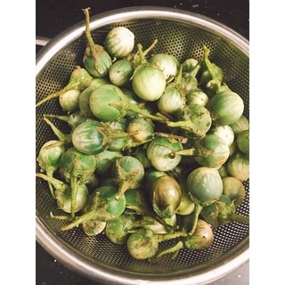 Cây cà đắng Tây nguyên