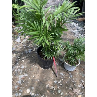 Cau tiểu trâm