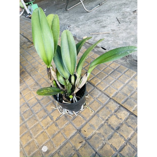 Lan Cattleya Hoa To Nhiều Màu Sắc Hoa Thơm Ngát Cả Khu Vườn