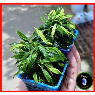 Ráy lưỡi hổ cẩm thạch mini - Cây thuỷ sinh