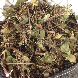  Chè vằng sẻ thanh nhiệt, giảm cân nhanh tốt cho sức khỏe SATOSO