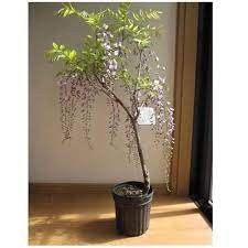 Gói 5 hạt hoa tử đằng thân gỗ