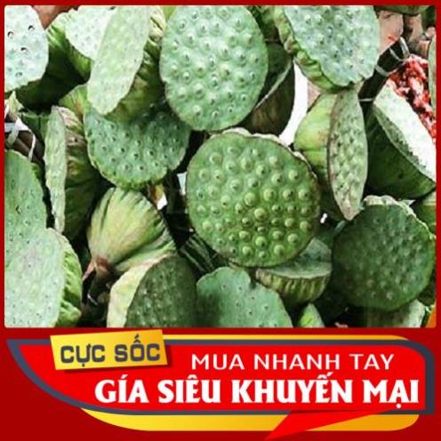 1kg đài sen tươi gương sen- Hàng thượng hạng [Thảo Dược Ngọc Ánh]