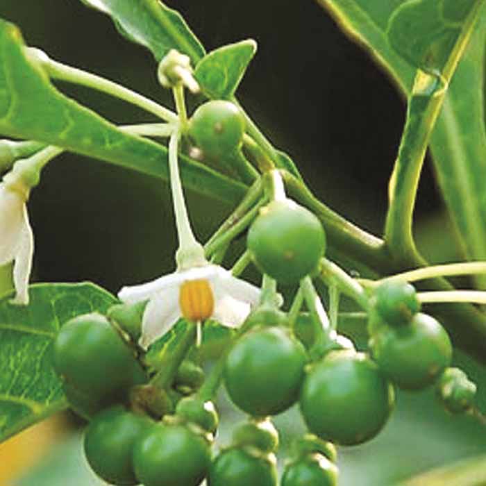 Cây cà đắng Tây nguyên