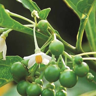 Cây cà đắng Tây nguyên