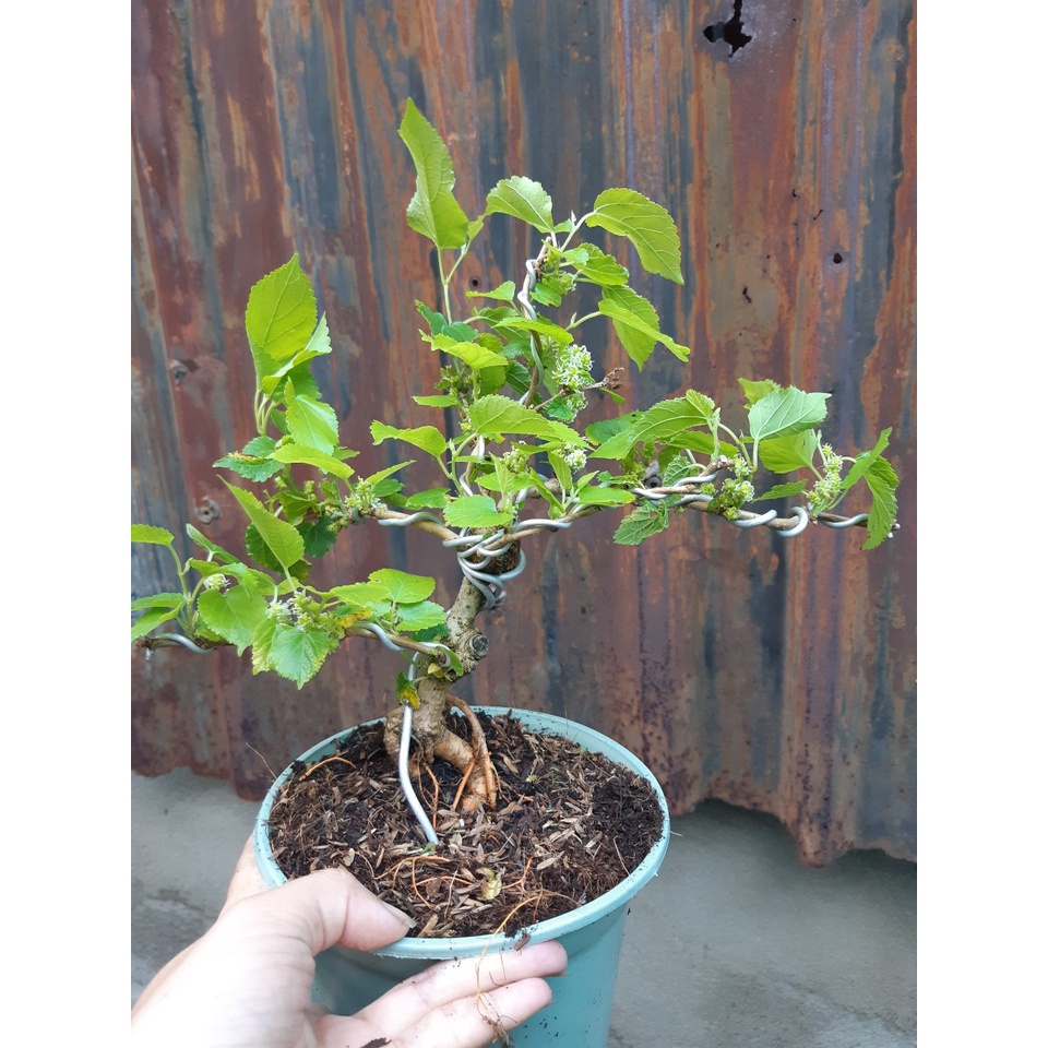 Dâu tằm bonsai SIÊU TRÁI KÈM CHẬU