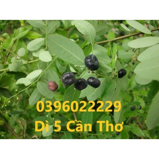 Cây phèn đen (cây mực) phơi khô 1 ký (loại cây và lá)