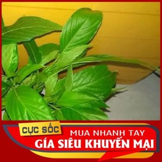 Lá Cẩm Thái tươi 1kg [Thảo Dược Ngọc Ánh]