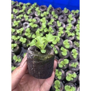 Vỉ 100 viên nén ươm hạt cao cấp Nova