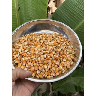500g Bắp nguyên hạt