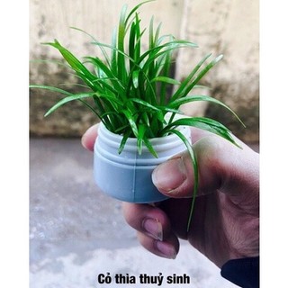 Cây thủy sinh Cỏ thìa 10 cây