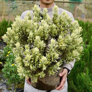 Chậu cây hoa lavender lá var jun garden cẩm thạch