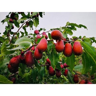 TÁO ĐỎ HỮU CƠ HOTAN 500gr