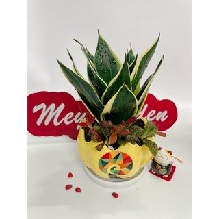 Cây Lưỡi Hổ Thái Để Bàn