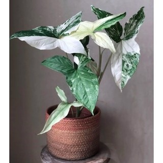 Trầu bà đột biến trắng Syngonium Pidophyllium Albo Variegata