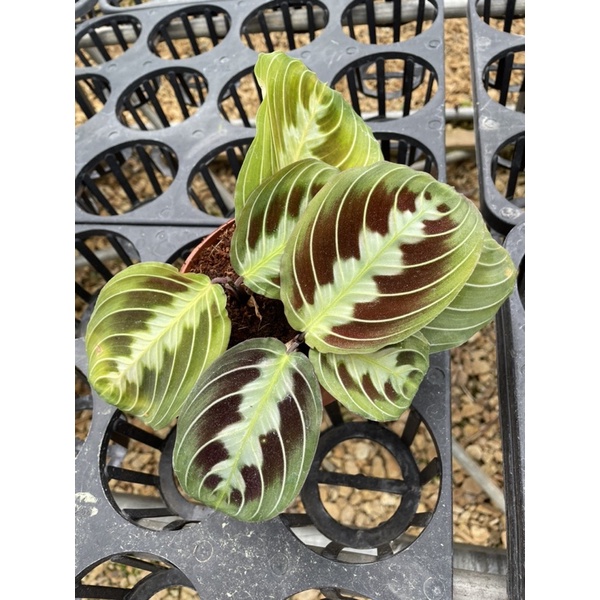 Chậu cứng đuôi công Masangeana - Mới nhập