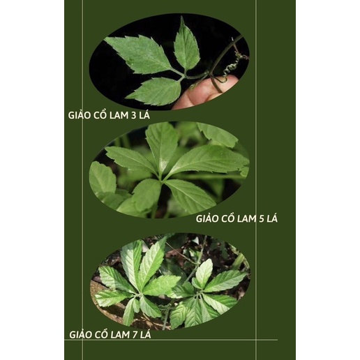 Trà Giảo Cổ Lam Tuê Linh 25 túi lọc_giảm mỡ máu, hỗ trợ điều hoà huyết áp, tim mạch