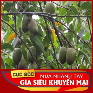 Trái Bình Bát tươi 1kg [Thảo Dược Ngọc Ánh]