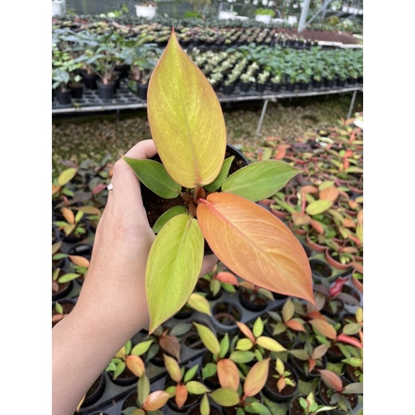 Chậu cứng Philodendron imperial orange- Đế vương cam