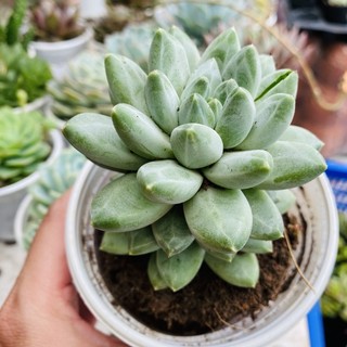 SEN ĐÂ KIM CƯƠNG TRẮNG TO 10cm