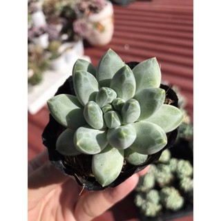 Sen đá kim cương trắng size bầu lỗi 1 đổi 1