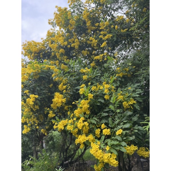 Hạt giống hoa chuông vàng tự thu