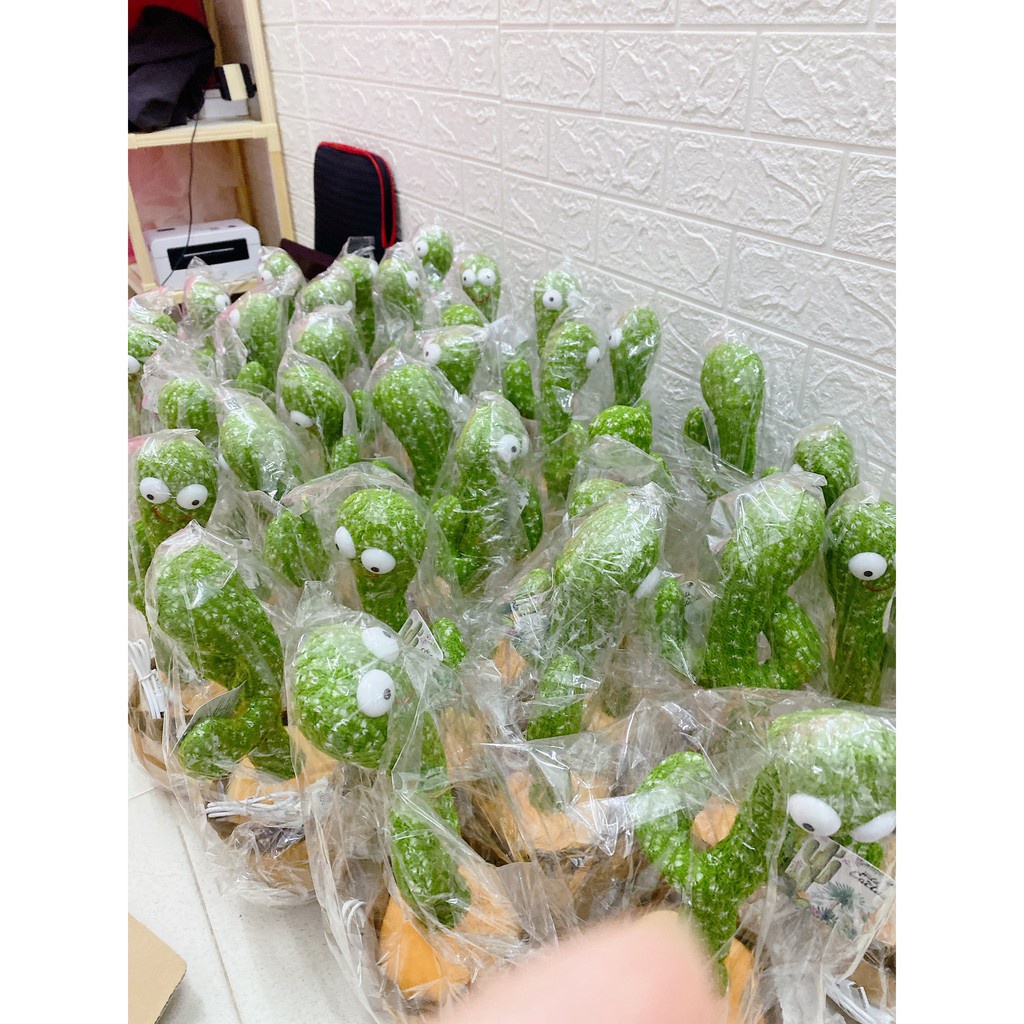 Cây xương rồng nhảy múa