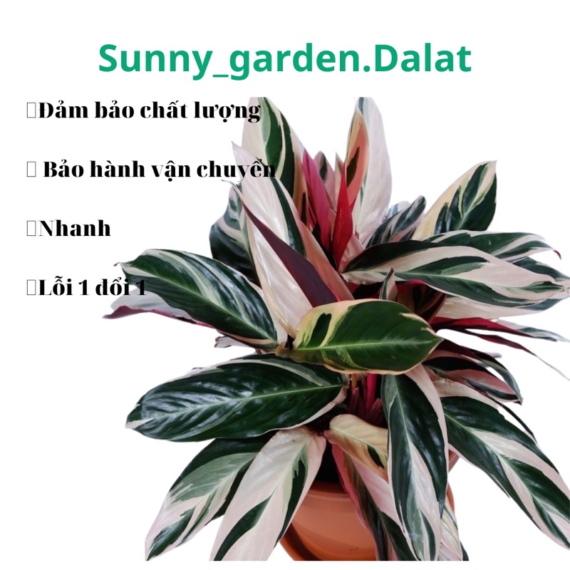 Chậu cứng Hồng quân tử - hồng yến