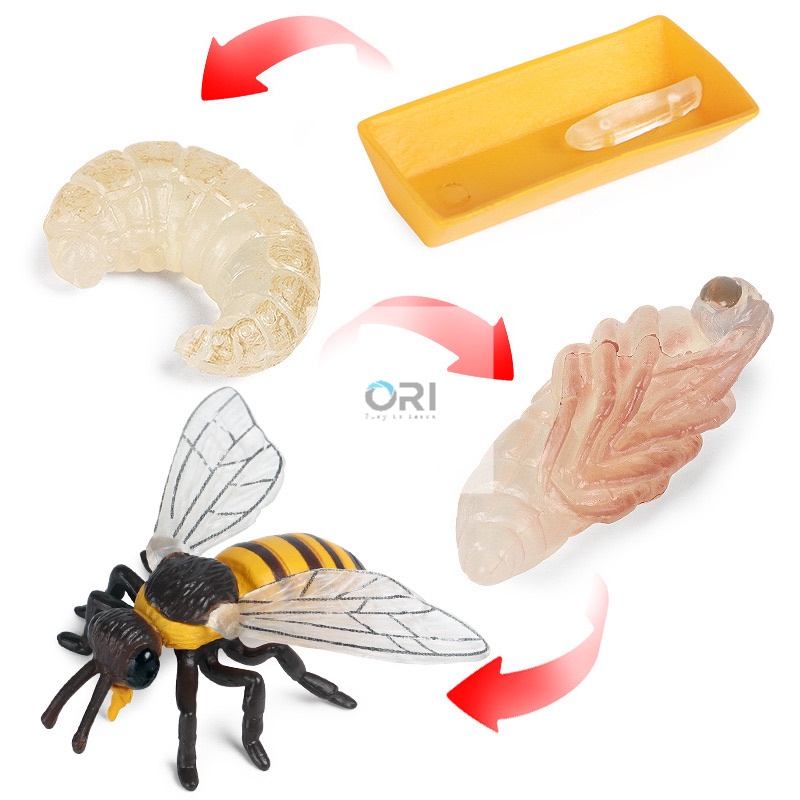 Học liệu Montessori - Mô hình vòng đời của Ong - Bee life cycle
