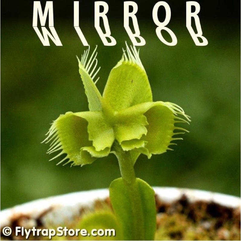 cây bẫy kẹp mirror , dionaea mirror