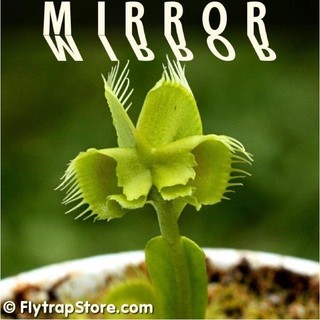 Cây bẫy kẹp mirror , dionaea mirror