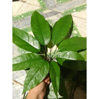 Lá Đắng tươi 500g ,1kg(Lá Lằng, Chân Chim)