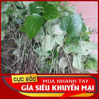 Cây lá lốt tươi 1kg
