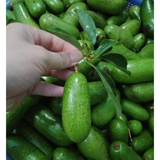 Cây bơ Loka giống (cây khỏe đẹp, được kiểm tra cây)