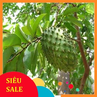 Lá mãng cầu gai tươi 1kg