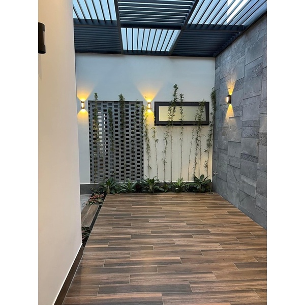 Trúc quân tử cây thật