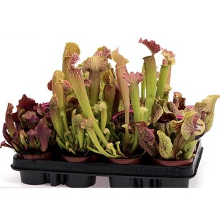 Cây hố bẫy tổng hợp, sarracenia , cây bắt mồi
