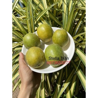 cây giống la hán quả