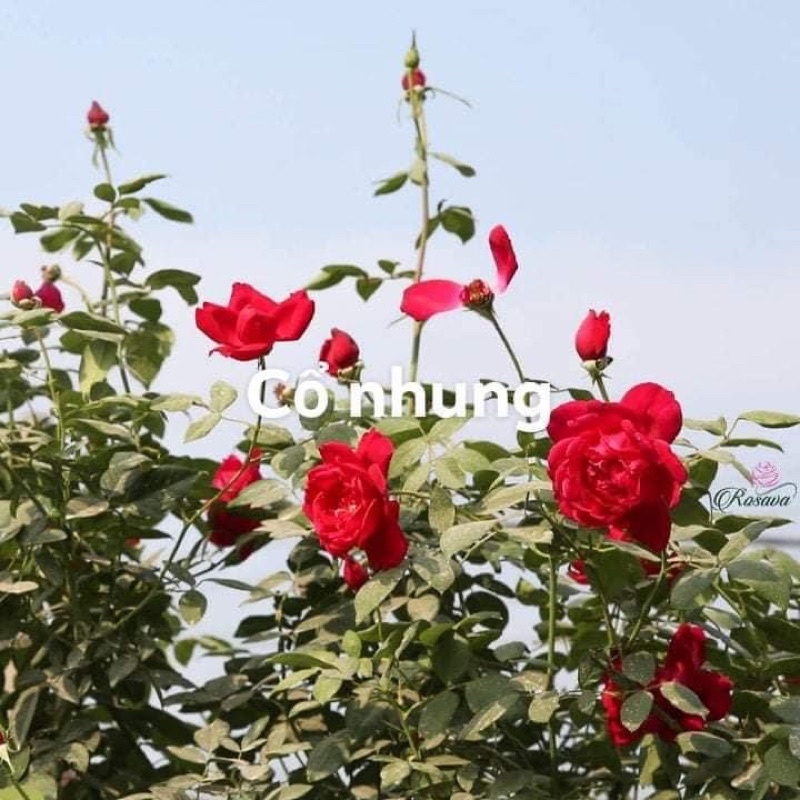 1 bao phân bón Hữu cơ Organic nhập khẩu nguyên bao từ Nhật Bản dùng bón cây hoa cây cảnh các loại