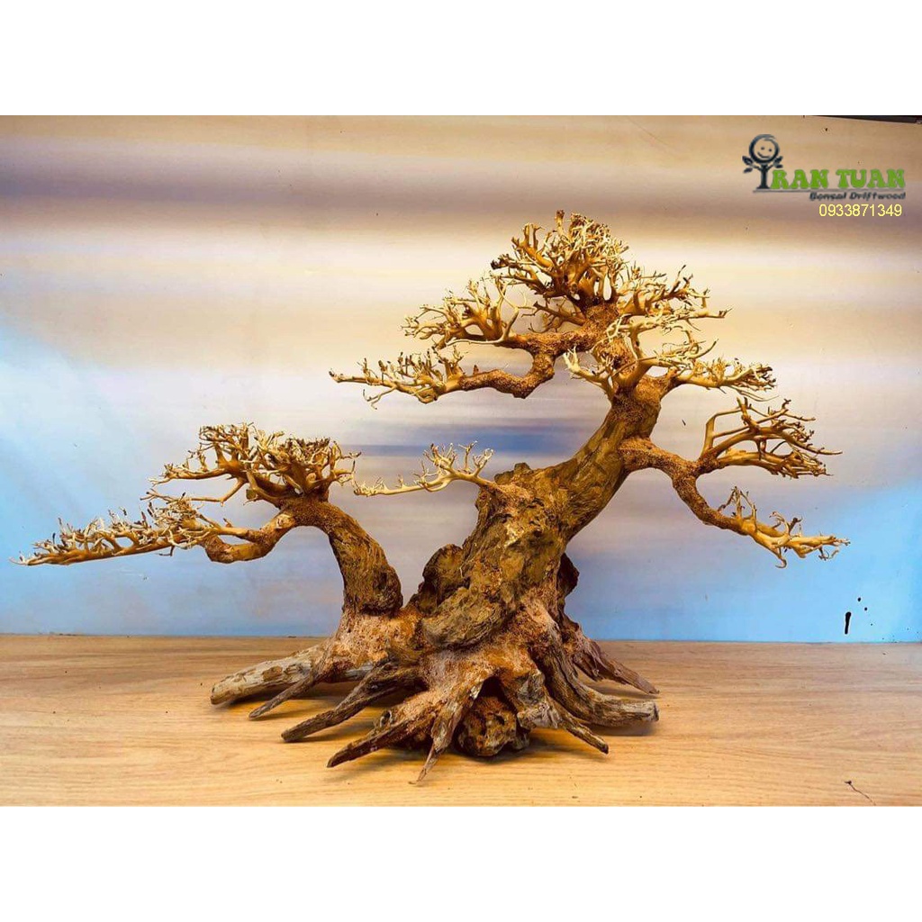 Cây gỗ lũa Bonsai dành cho hồ kích thước nhỏ