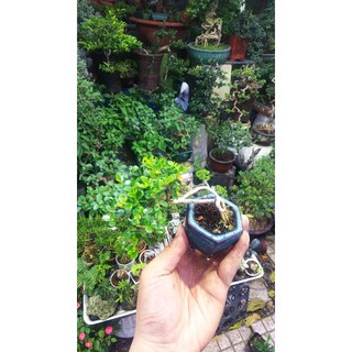 Chậu mềm Bonsai sam núi mini , tiểu cảnh sen đá