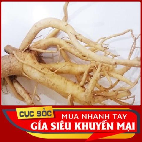Củ Đinh Lăng Lá Nhỏ (Đinh Lăng Nếp) Tươi [....
