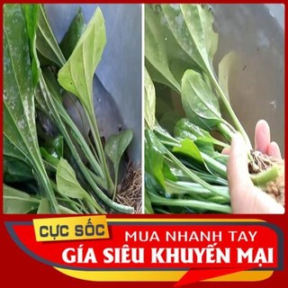 Bông mã đề tươi.mát gan giải nhiệt