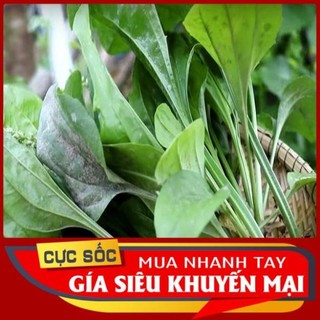 Bông mã đề tươi.mát gan giải nhiệt