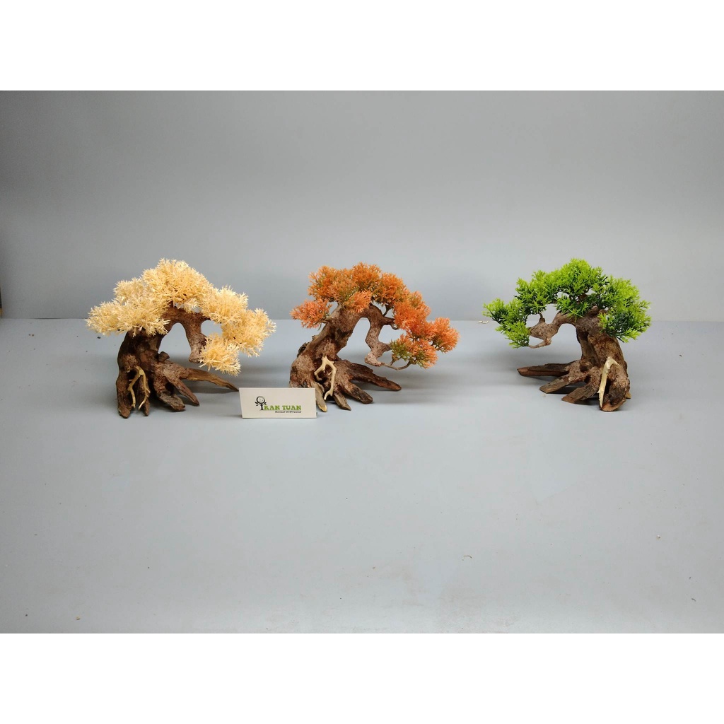 Cây gỗ lũa Bonsai tán Tùng cho hồ nhỏ ]