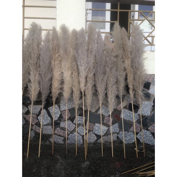 Bông lau ,cỏ lau khô, hoa khô trang trí decor nhà, trang trí shop,spa,trang trí tiệc cưới sự kiện | BigBuy360 - bigbuy360.vn